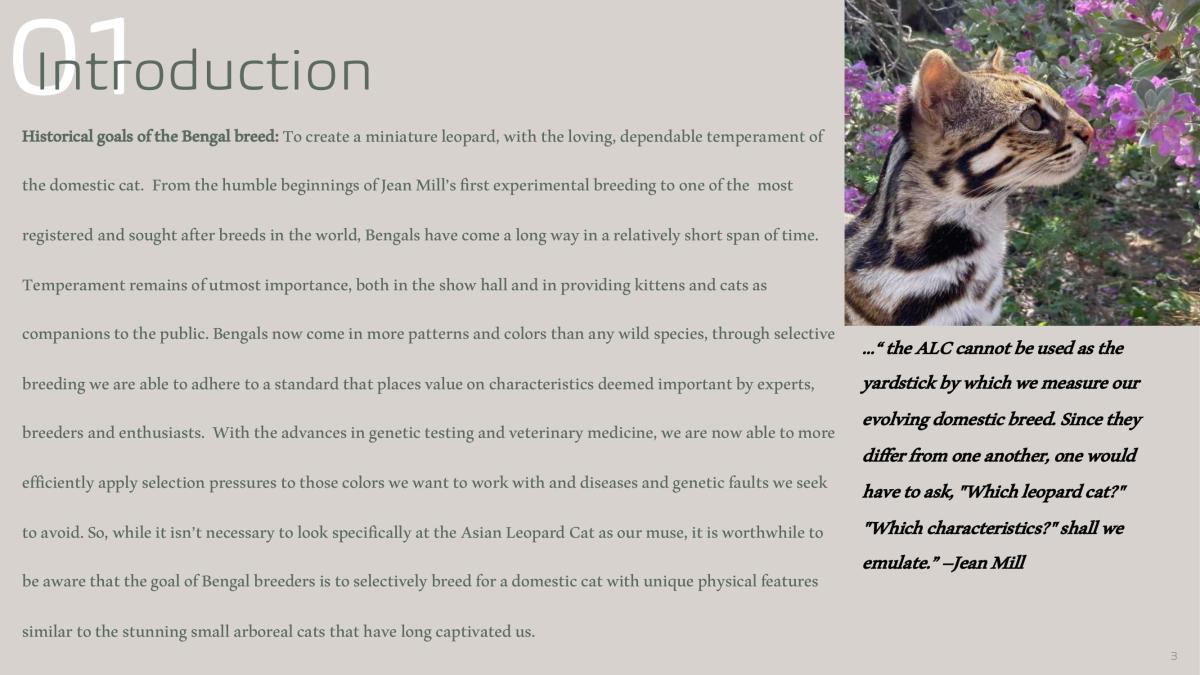 The Bengal Breed: Introduction | Bengalheritage Cats | Bengal Cats