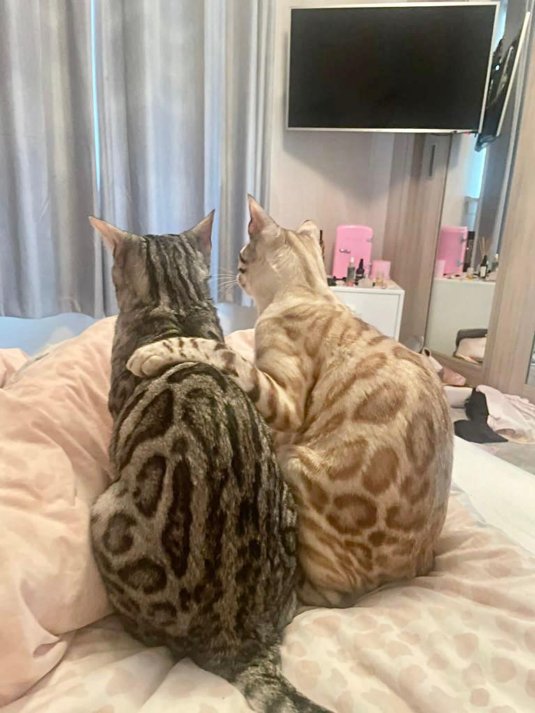 bengal kittens for sale, bengal kittens for sale near me, silver bengal kittens for sale,snow bengal kittens for sale charcoal bengal kittens for sale,black bengal kittens for sale, bengal cat breeders, bengal cats for sale, bengal rescue, bengal for adoption