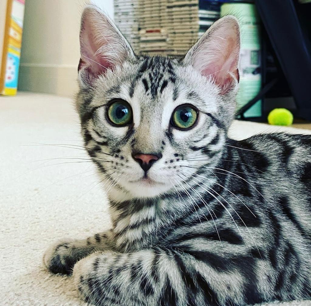 bengal kittens for sale, bengal kittens for sale near me, silver bengal kittens for sale,snow bengal kittens for sale charcoal bengal kittens for sale,black bengal kittens for sale, bengal cat breeders, bengal cats for sale, bengal rescue, bengal for adoption