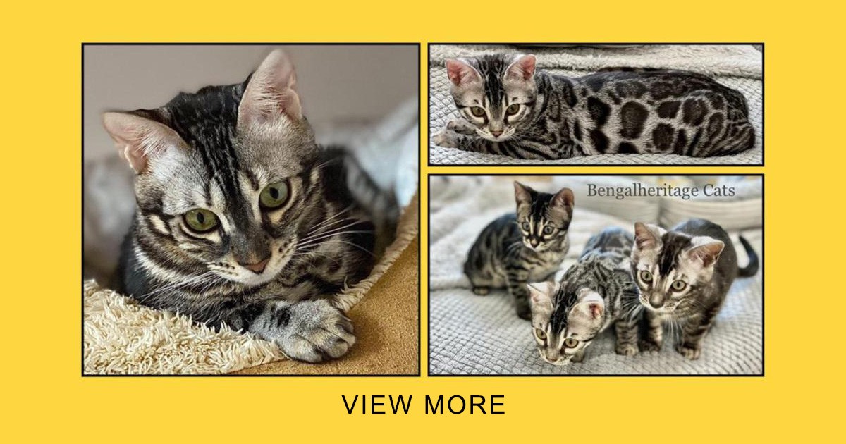 Bengal Kittens and Cats for Sale | Bengalheritage Cats Ltd.