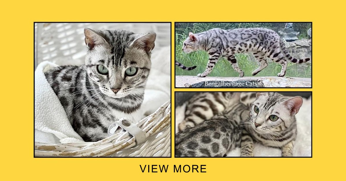 Bengal Kittens and Cats for Sale | Bengalheritage Cats Ltd.