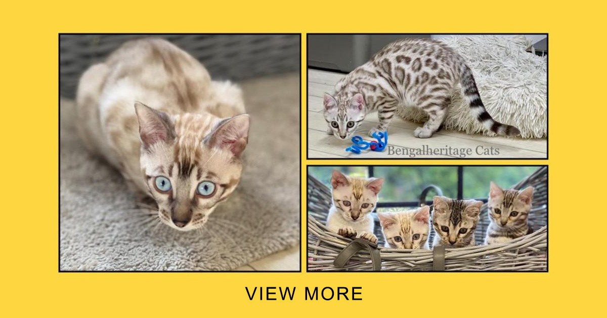 Bengal Kittens and Cats for Sale | Bengalheritage Cats Ltd.