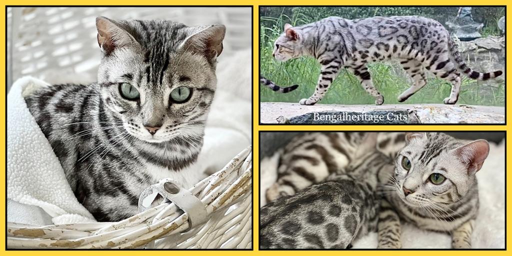 Bengal Cat for sale - Pedigree Hypoallergenic Cat - TICA Breeder