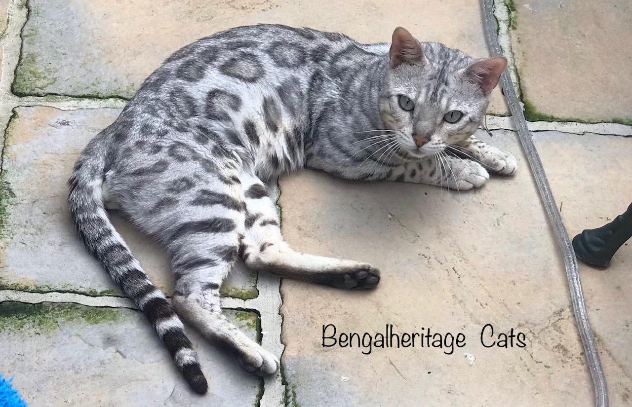 bengal kittens for sale, bengal kittens for sale near me, silver bengal kittens for sale,snow bengal kittens for sale charcoal bengal kittens for sale,black bengal kittens for sale, bengal cat breeders, bengal cats for sale, bengal rescue, bengal for adoption