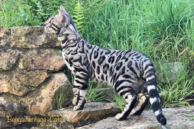 bengal kittens for sale, bengal kittens for sale near me, silver bengal kittens for sale,snow bengal kittens for sale charcoal bengal kittens for sale,black bengal kittens for sale, bengal cat breeders, bengal cats for sale, bengal rescue, bengal for adoption