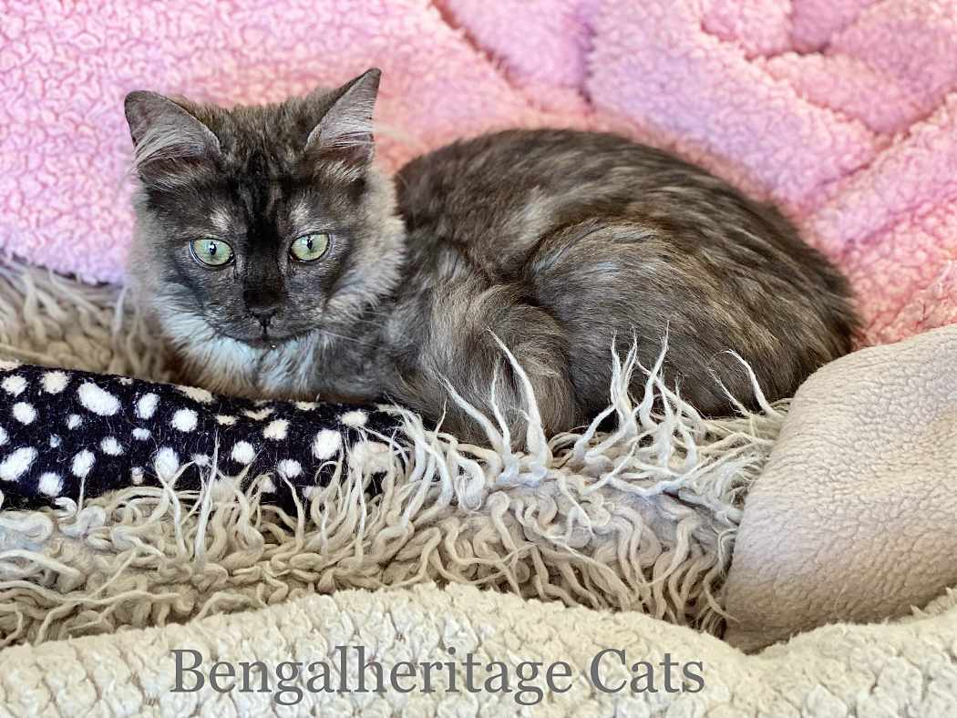 Long Hair Charcoal Bengal Kitty Cat Laying on the White Table and Relaxing  Stock Photo  Image of feline charcoal 207299852