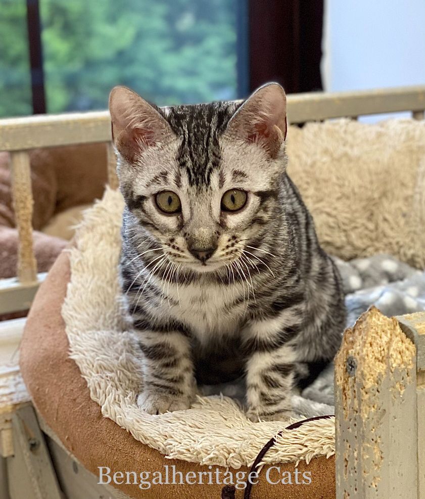 Silver Bengal Kittens Bengalheritage Cats Ltd VIEW MORE