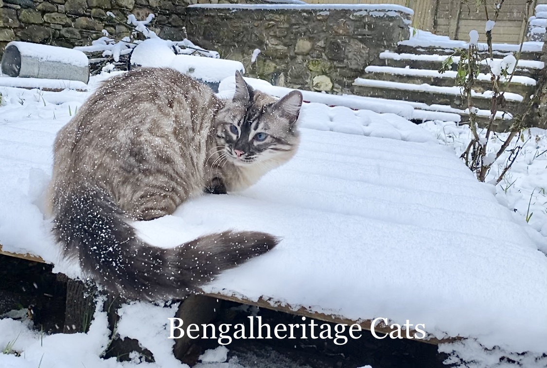 Long haired dark grey bengal cat laying on a soft cats shelf of a cats  house indoors Stock Photo  Alamy