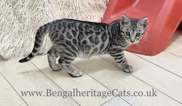 Silver bengal deals cat kitten