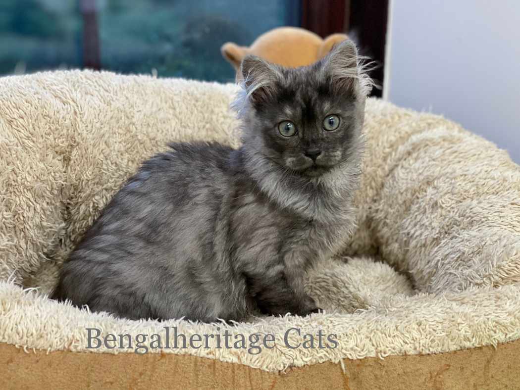 Long haired tabby for hot sale sale